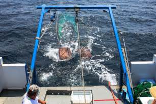 Trawling .